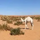 السلام عليكم اعرض لكم قعود  قصب