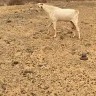 تيس ابرص مشروط