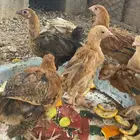 فراريج برهما