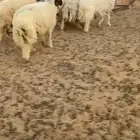 للبيع نعيم جذعان شرط نظيفات يوجد تفريد ذبائح