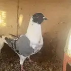 حمام ذكر سيكي