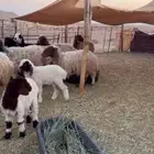 للبيع غنم نعيم مطافيل