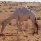 لقحه لها 9 شهور