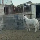 طلي جذع مشروط