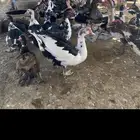 اناثي بح بياض
