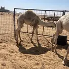 للبيع قعدان 2