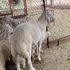 طلي خروف فحل صنف