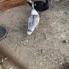 بط مسكوفي للبيع