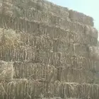 علف رودس