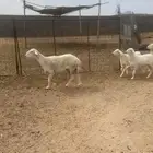 رخال وحريات دفيع للبيع