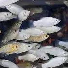 سمك زينة للبيع متوفر سمك بحري