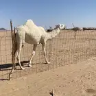 بكره كفو منوت القناي