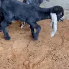 عنز عارضيه صنف تم البيع