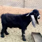 تيس رباع(تم البيع)