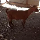 عنز حصا وعناق