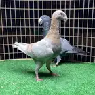 زوج هومر