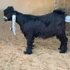 تيس عارضي خصم