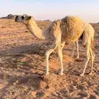 حشو قعدان قصب