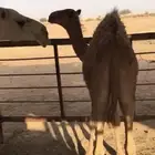حاشي عمره 7 شهور