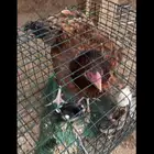 دجاجه بلديه مفرخه