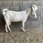 معزاء دفيع جروم خصم