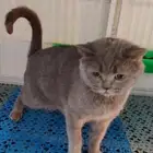 قطط للبيع