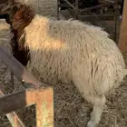 طلي نعيمي فل شحم يتمم