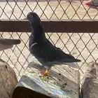 حمامه قطيفي قلابي للبيع بقاله ريشتين