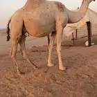 لقحه شقحاء