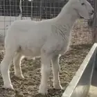 حري داغور