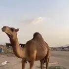للبيع بكره حمرا ساحليه