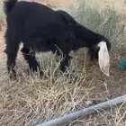 بيع