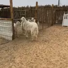 طليان فحول وتيس عارضي فحل