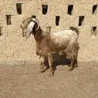 ثنيه خصم وسمين