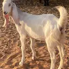 جفره جذعه