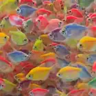 متوفر جميع انوا اسماك الزينة و مستلزماتها متوفر توصيل