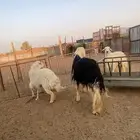 3 فحول وضان حري حيل. و3 متابيع وعنز معها 2