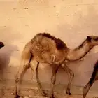 قعود طيب عمره حول سته شهور