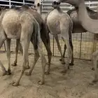 قعدان سواكن