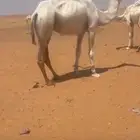 ناقه وضحا