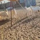 غنم حريات