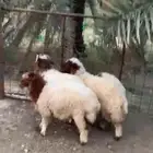 طليين ورخلتين فل شحم