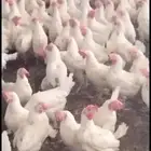 دجاج بياض ارضي