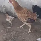 دجاجه للبيع معها فرخين على السوم