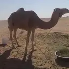 رحول عمانيه حمرا السن شاق