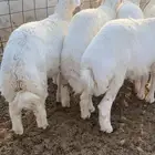 خرفان طيبه و سمان