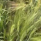 سويقة عضوية شغل مزارعنا مضمونه 100