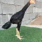 زوج سندي نسل عم غبشان