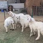 خرفان صفر