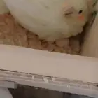 زوج كروان لاتينو